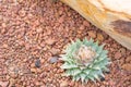 Cactus in desert for background or wallpaper Royalty Free Stock Photo