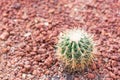 Cactus in desert for background or wallpaper Royalty Free Stock Photo