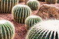 Cactus in desert for background or wallpaper Royalty Free Stock Photo