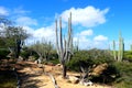 Cactus in the desert with ble sky