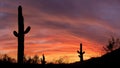 Cactus in the desert with a brilliant sunet Royalty Free Stock Photo