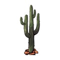 cactus in desert cartoon vector and illustration, hand drawn cactus isolated on white background. Peyote in the rocks