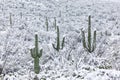 Cactus landscape with snow in Saguaro National Park. Royalty Free Stock Photo