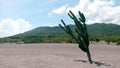 Cactus , desert, mountain, blue sky Royalty Free Stock Photo