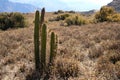 Cactus in a desert mountain Royalty Free Stock Photo