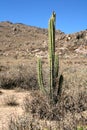 Cactus in a desert mountain Royalty Free Stock Photo