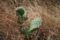 Cactus in Desert Mountain Landscape in Badlands National Park, South Dakota Royalty Free Stock Photo