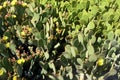 Cactus in desert. Nature green background or wallpaper. Cactus closeup. Royalty Free Stock Photo