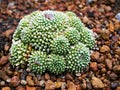 Cactus desert plant Mammillaria carnea Pandan ,Herbs Cacti Medicinal ,Autore Zucc Argomento della citazione tax