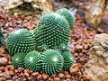 Cactus desert plant Mammillaria carnea Pandan ,Herbs Cacti Medicinal ,Autore Zucc Argomento della citazione tax