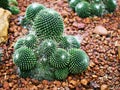 Cactus desert plant Mammillaria carnea Pandan ,Herbs Cacti Medicinal ,Autore Zucc Argomento della citazione tax