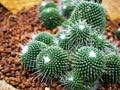 Cactus desert plant Mammillaria carnea Pandan ,Herbs Cacti Medicinal ,Autore Zucc Argomento della citazione tax