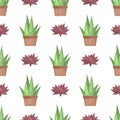 Cactus desert plant vector.