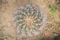 Cactus desert plant