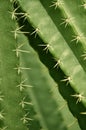 Cactus, desert plants, beautiful shape.