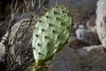 Cactus after desert rain Royalty Free Stock Photo