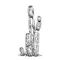 cactus desert sketch hand drawn vector Royalty Free Stock Photo