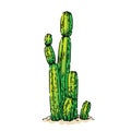 cactus desert sketch hand drawn vector Royalty Free Stock Photo