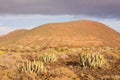 Cactus Desert Sunset in Tenerife Canary Island
