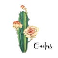 Cactus in desert vector and illustration, hand drawn style, isolated on white background Royalty Free Stock Photo