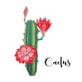 Cactus in desert vector and illustration, hand drawn style, isolated on white background Royalty Free Stock Photo