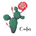 Cactus in desert vector and illustration, hand drawn style, isolated on white background Royalty Free Stock Photo