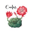 Cactus in desert vector and illustration, hand drawn style, isolated on white background Royalty Free Stock Photo