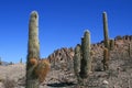 Cactus in Deserts Royalty Free Stock Photo