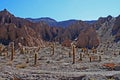 Cactus in Deserts Royalty Free Stock Photo