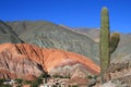 Cactus in Deserts in the afternoon