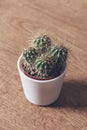 Cactus on desk. Plants in the workspace