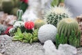 Cactus. Dessert garden with succulence plants with soft focus on the red cactus, Gymnocalycium mihanovichii Royalty Free Stock Photo