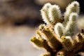 Cactus detail Royalty Free Stock Photo