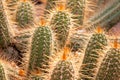 Cactus detail