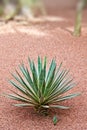 Cactus detail Royalty Free Stock Photo