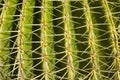 Cactus detail Royalty Free Stock Photo