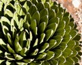 Cactus Detail Background