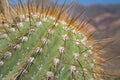 Cactus Detail With Big Thorns Royalty Free Stock Photo