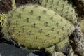Cactus detail of cactus plant