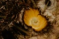 Cactus detail yellow flower, in Eze exotic garden