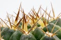 Cactus - details od spines