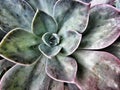 Cactus succulent close up