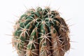 Cactus disease dry root rot caused by fungi, severe damage fungi infected Melocactus
