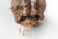 Cactus disease dry root rot caused by fungi, severe damage fungi infected Melocactus