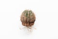 Cactus disease dry root rot caused by fungi, severe damage fungi infected Melocactus cactus
