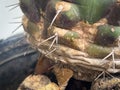 cactus disease,plant rusts and rot problem
