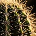 Of a cactus displaying dense clusters of sharp elongated spines Royalty Free Stock Photo