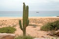 Cactus on Divorce Beach at Lands End in Cabo San Lucas in Baja California Mexico Royalty Free Stock Photo