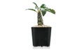 Cactus Dorstenia Foetida plant in black pot isolate on white background