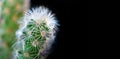 Cactus with drop of water is on black background Royalty Free Stock Photo